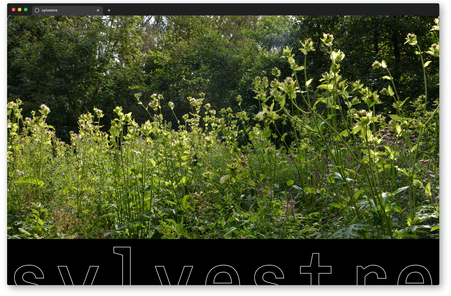 *Sylvestre Paysagistes*, website (link: https://sylvestre-paysagistes.fr/ text: (link)), visual identity, Paris, 2019